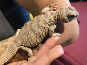 0.1. Uromastyx Ornata 2022 Dornenschwanzagame