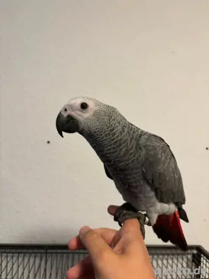 Graupapagei Weibchen Handaufzucht
