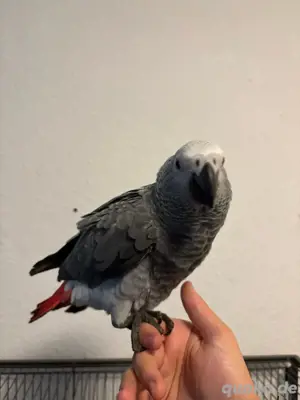 Graupapagei Weibchen Handaufzucht