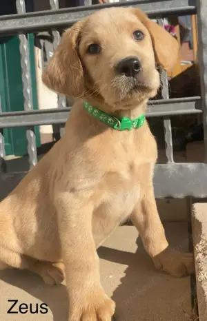 Labdadoodle F1