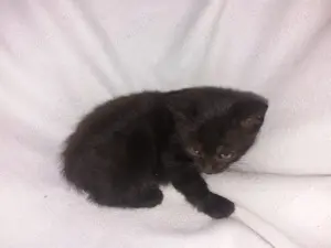 Junge Katzenkinder  abzugeben
