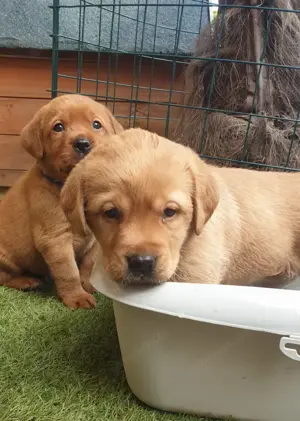 Süße Labrador Welpen, reinrassig mit Ahnentafel  blond und foxred