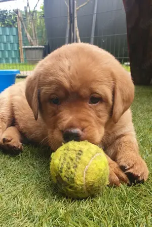 Labrador Welpe Patty (blond) und Pluto (foxred) suchen noch ihre Famiie (mit Ahnentafel!) Bild 2