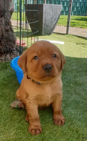 Labrador Welpe Patty (blond) und Pluto (foxred) suchen noch ihre Famiie (mit Ahnentafel!) Bild 4
