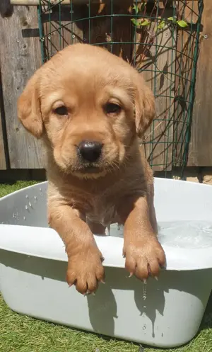 Labrador Welpe Patty (blond) und Pluto (foxred) suchen noch ihre Famiie (mit Ahnentafel!)