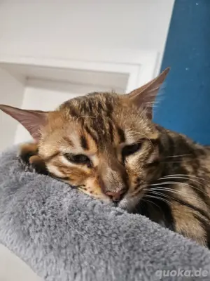 Bengal kater 