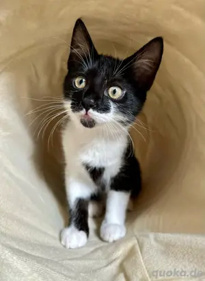 Kater in liebevolle Hände abzugeben 