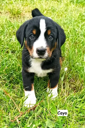 Appenzeller Sennenhund Welpen