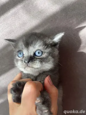 bkh kitten reinrassig 