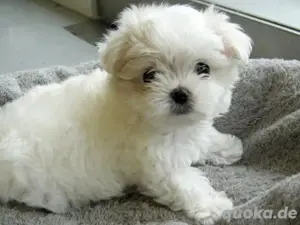 malteser bichon weibchen 
