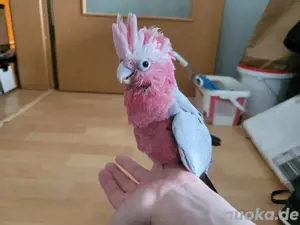 Rosakakadus zahm
