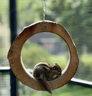 Chinesische Baumstreifenhörnchen 