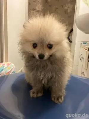 es ist ein pomeranz spiz 1