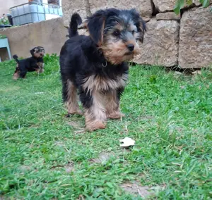 Yorkshire Terrier (männlich) sucht ein liebevolles, neues Zuhause
