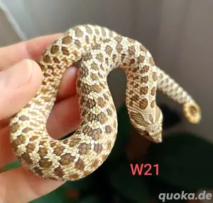 Heterodon  Lemon Ghost, Hypo Hakennasennatter 