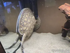 Süßwasser Rochen, Potamotrygon