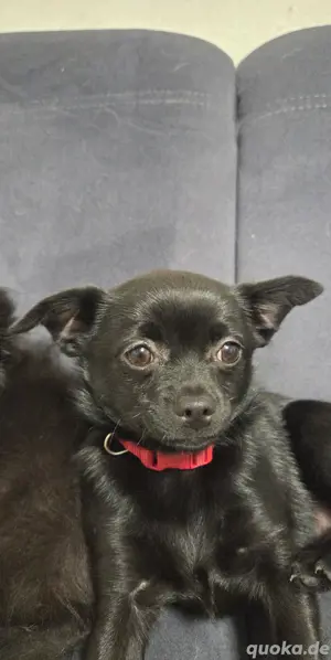 Pomeranian-Chihuahua mix Mädchen