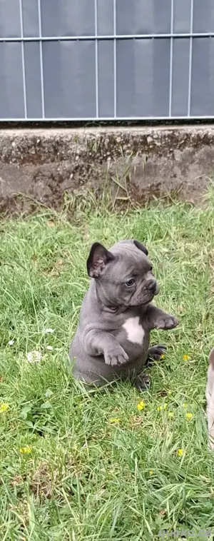 Nasenbullys, Französische Bulldoggen Welpen