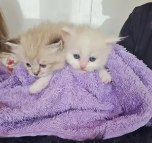 Reinrassige Ragdoll Kitten  