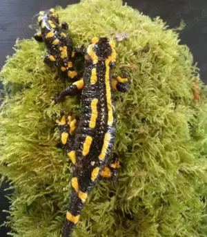 Feuersalamander ENZ