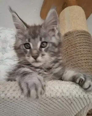 Maine Coon Kitten mit Stammbaum 