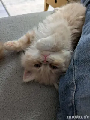 Perser Kater