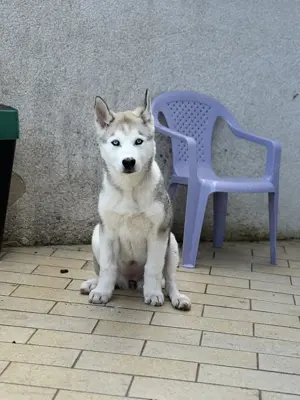 Husky Welpin Kira
