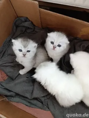 Bkh katzen