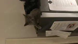 2 BKH Katzen weiblich