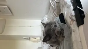 2 BKH Katzen weiblich Bild 2