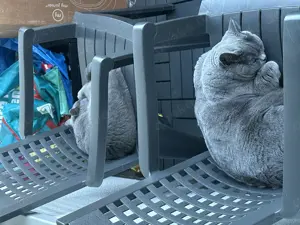 2 BKH Katzen weiblich Bild 4