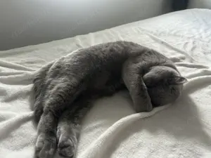 2 BKH Katzen weiblich Bild 5
