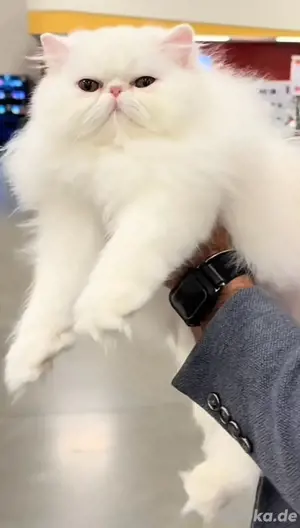 Himalaya-Kater 