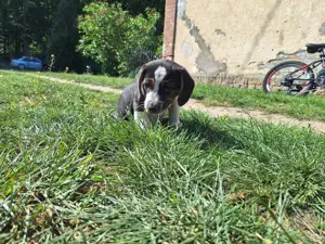 Beagle Welpen Hündin 