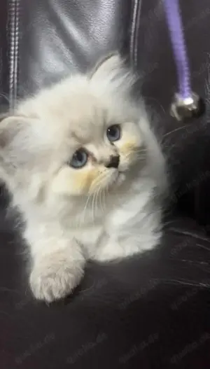 Wunderschöne Katzenbabys 