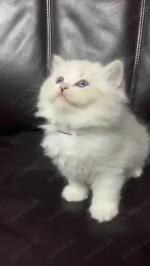 Zuckerweise Kitten suchen ein Zuhause