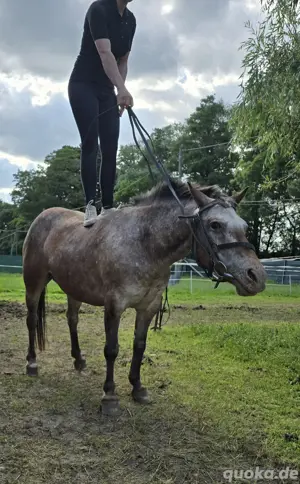 Quatsch pony mit Spaß faktor 
