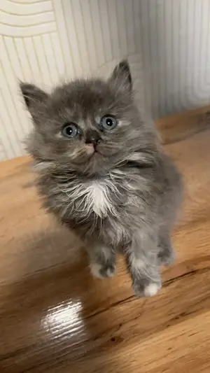 Wunderbare Katzenbaby