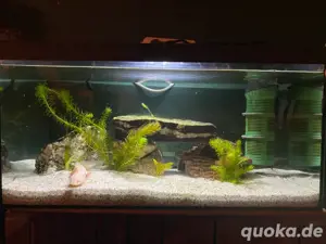 Axolotl weibchen 