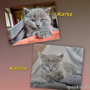 BKH Kitten in Blue