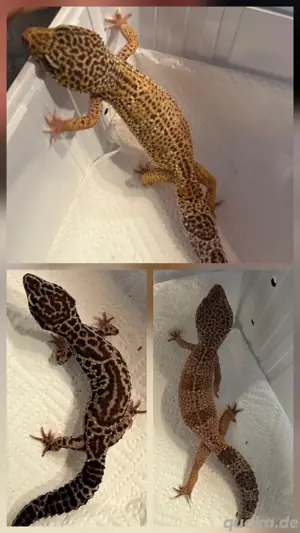  leopardgeckos 0.1
