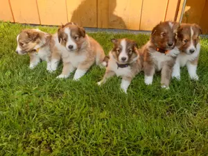 Wunderschöne Sheltie Welpen