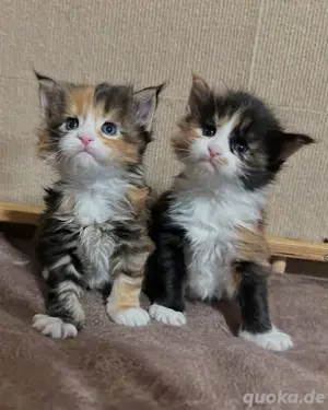 männliche und weibliche Maine Coon Kätzchen