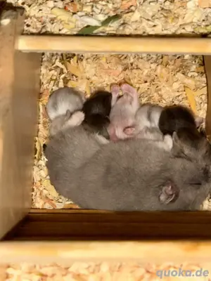 Zwerg Hamster 