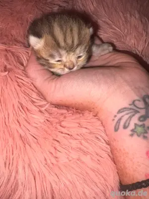 BKH Kitten Britisch Kurzhaar