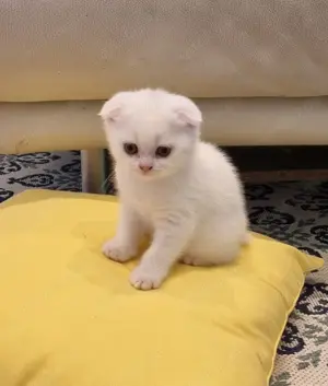 zwei super süße Katzenbabies zu verkaufen