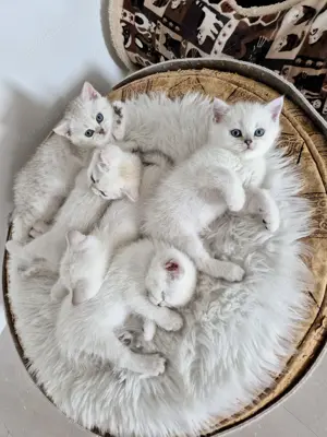 BKH Kitten