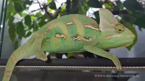 1,0 Chamaeleon calyptratus DNZ 2025, Körper ca.7 cm, Männchen