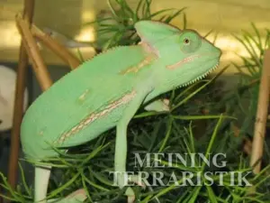 0.1 Chamaeleon calyptratus DNZ 2024, Körper ca.8 cm, Weibchen