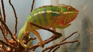 1,0 Furcifer pardalis DNZ 2025 "Ambilobe" Körper ca. 12 cm Bild 3